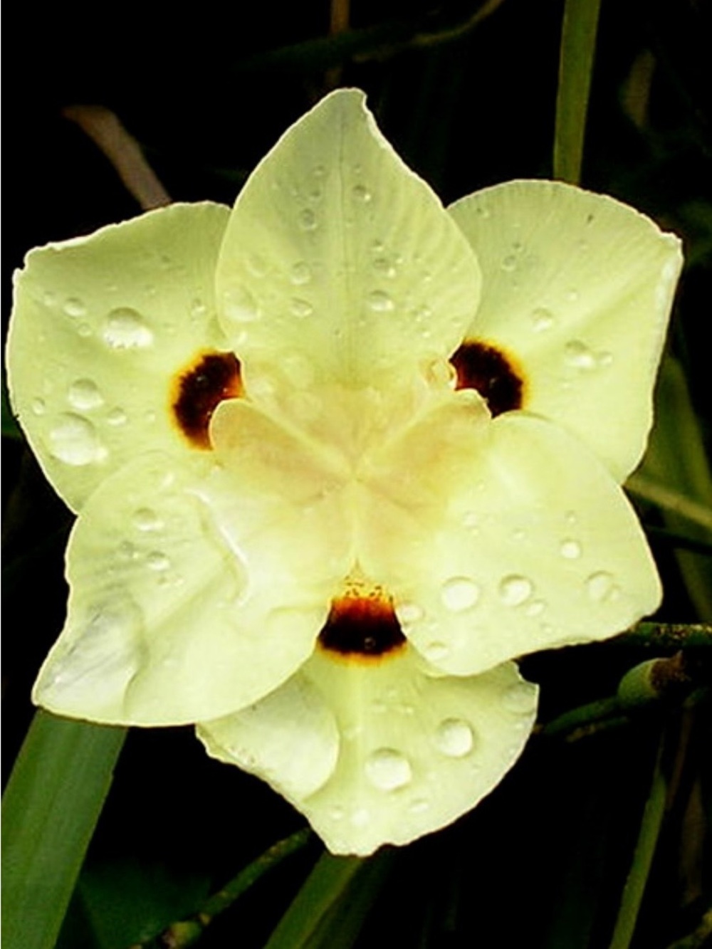 African Iris 100 seeds (Dietes Bicolor) organic seeds